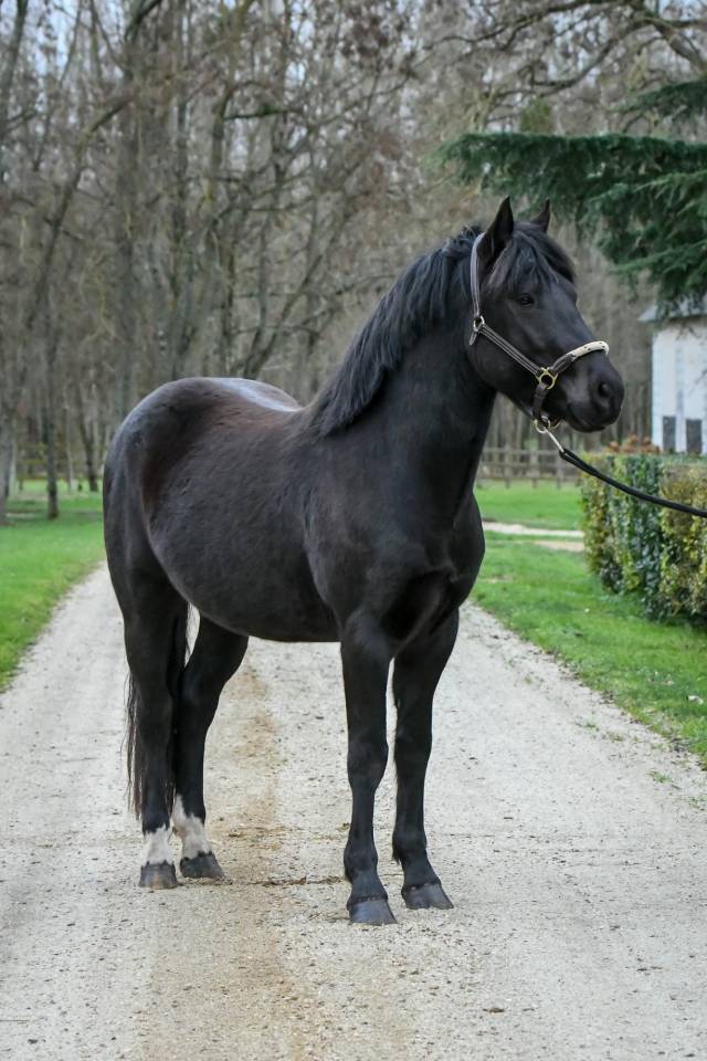 Komilfo love de Cé - New Forest 2020 ,  helios love de cé