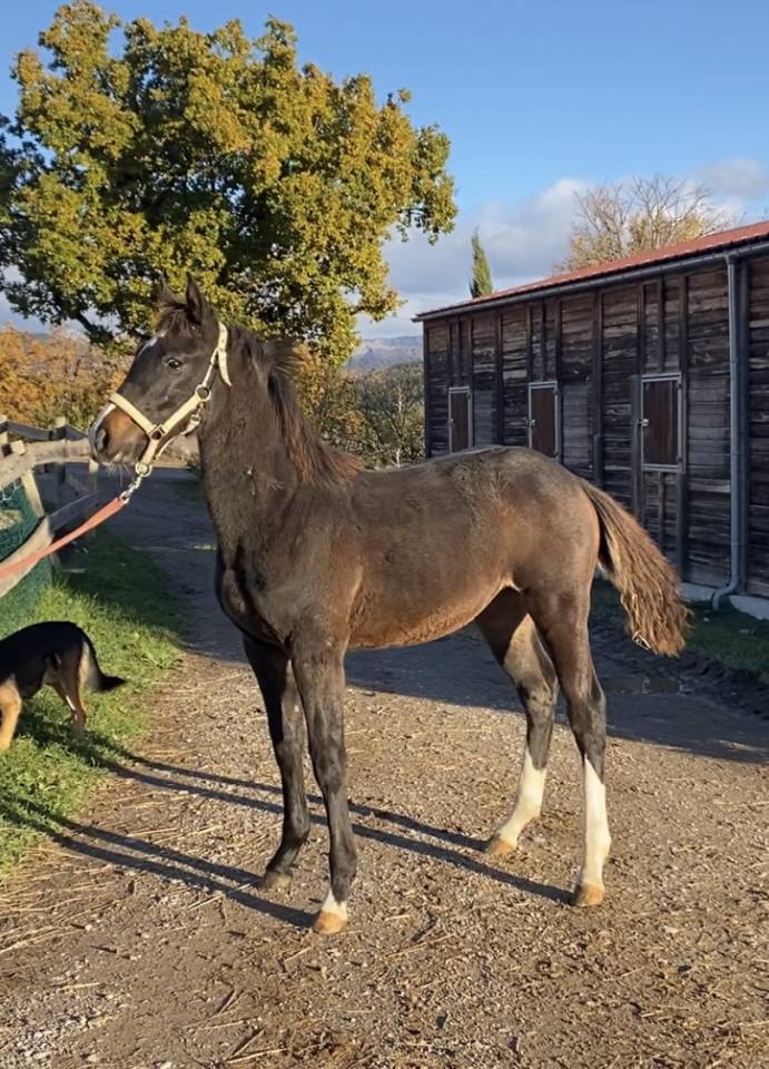 Cavalla Sella Francese In vendita 2022 Baio scuro ,  Hitchcock Bois Margot