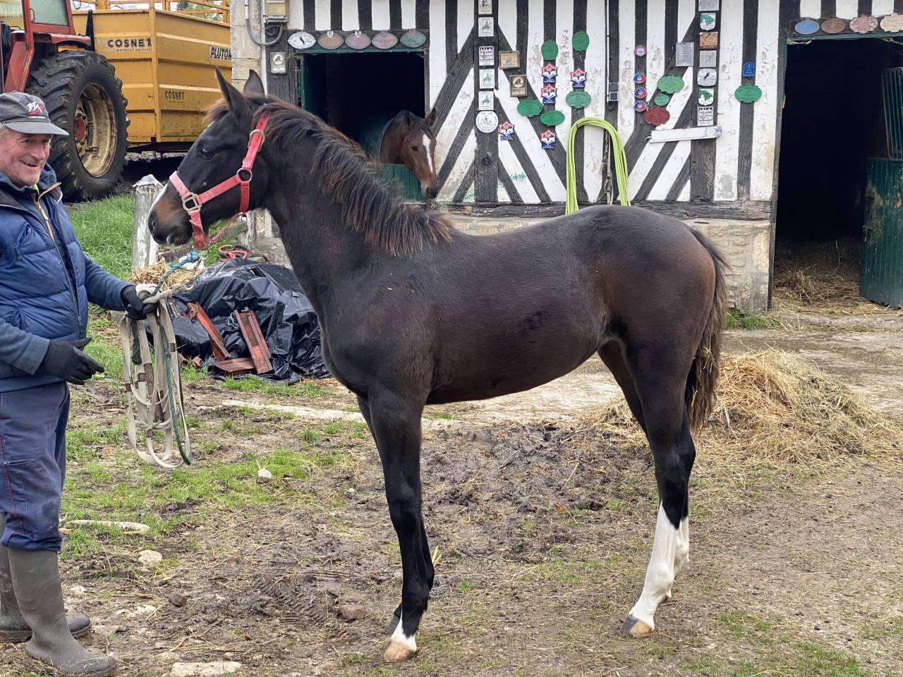 Cavalla Sella Francese In vendita 2022 Baio scuro ,  Hitchcock Bois Margot