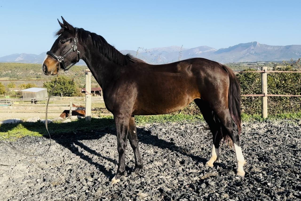 Cavalla Sella Francese In vendita 2022 Baio scuro ,  Hitchcock Bois Margot