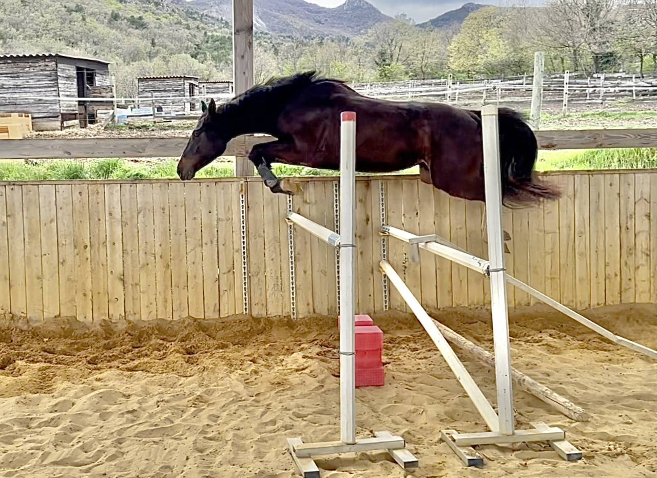 Cavalla Sella Francese In vendita 2022 Baio scuro ,  Hitchcock Bois Margot