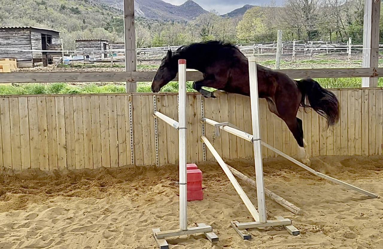 Cavalla Sella Francese In vendita 2022 Baio scuro ,  Hitchcock Bois Margot