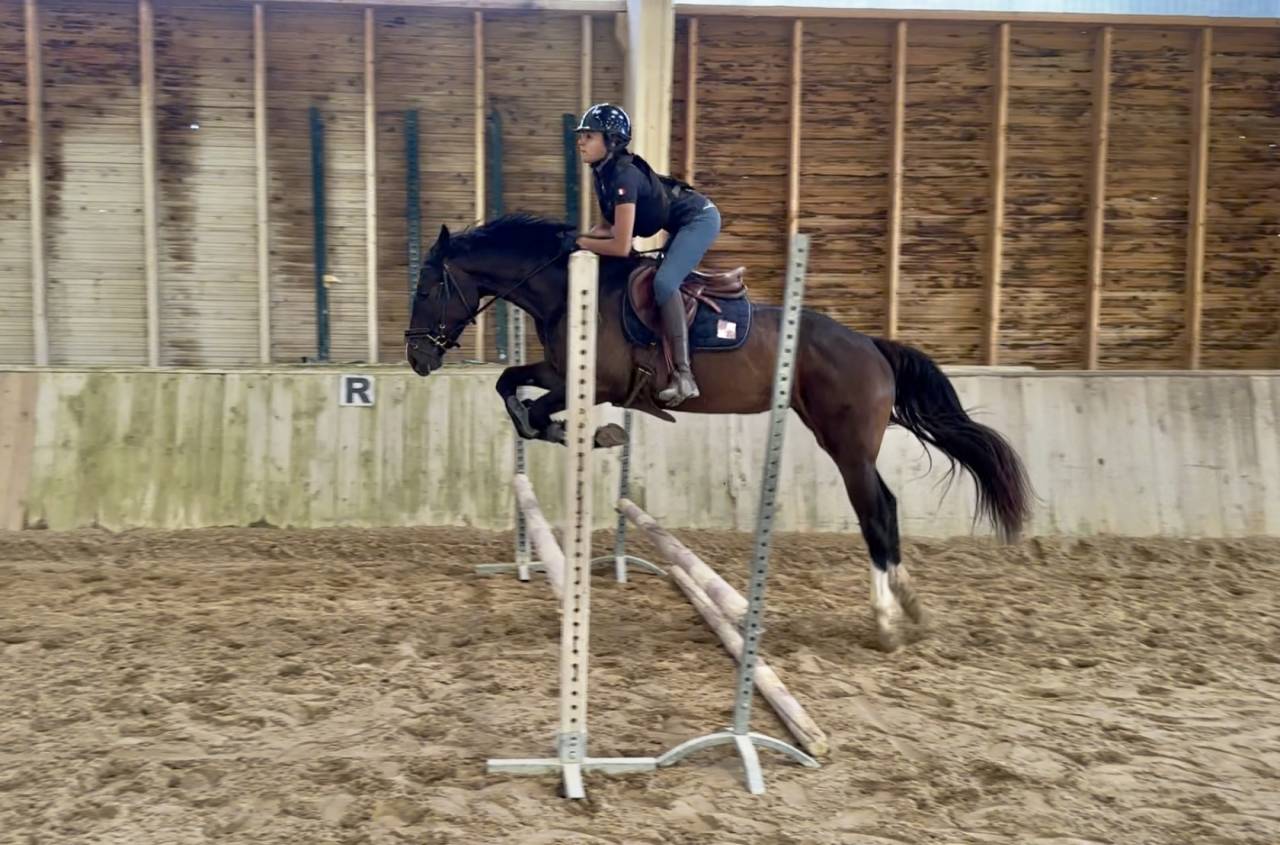 Cavalla Sella Francese In vendita 2022 Baio scuro ,  Hitchcock Bois Margot