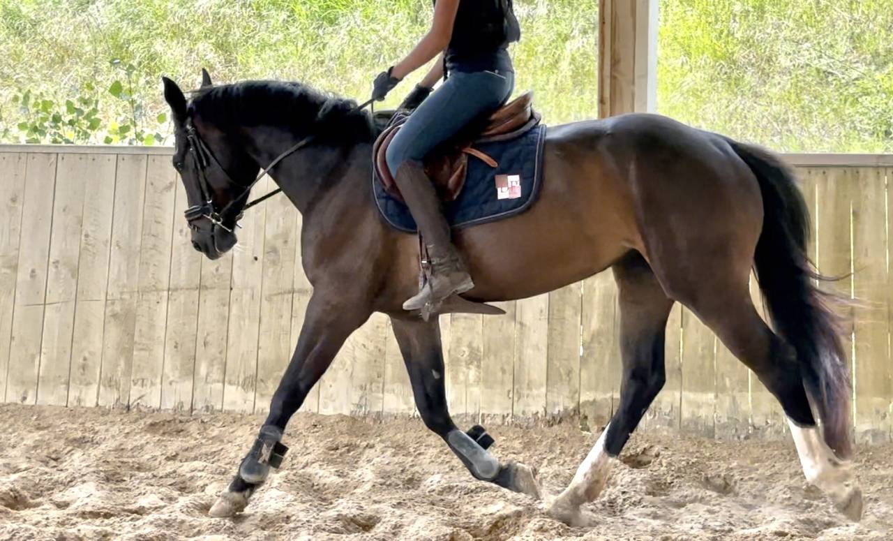 Cavalla Sella Francese In vendita 2022 Baio scuro ,  Hitchcock Bois Margot