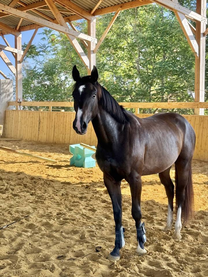 Cavalla Sella Francese In vendita 2022 Baio scuro ,  Hitchcock Bois Margot