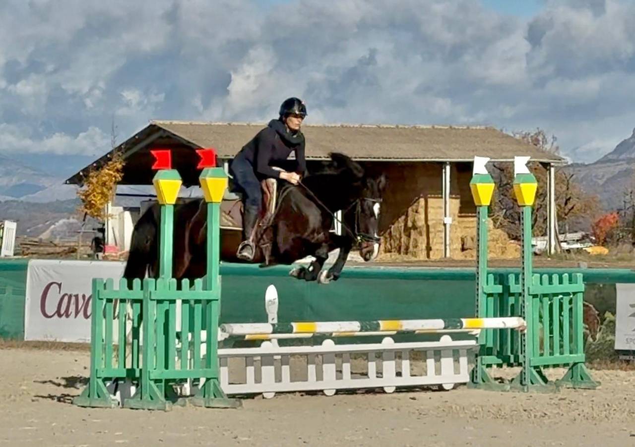 Cavalla Sella Francese In vendita 2022 Baio scuro ,  Hitchcock Bois Margot