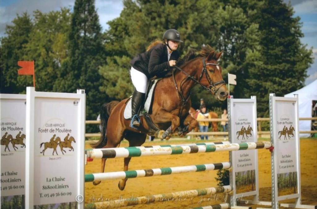 Castrone Origine non conosciuta  In vendita 2009 Sauro brulé