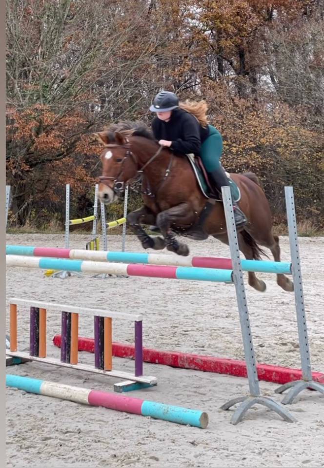 Castrone Origine non conosciuta  In vendita 2009 Sauro brulé