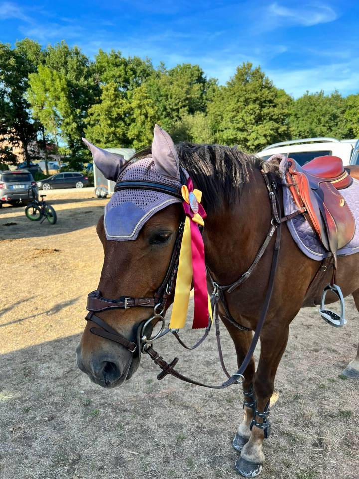 Castrone Origine non conosciuta  In vendita 2009 Sauro brulé