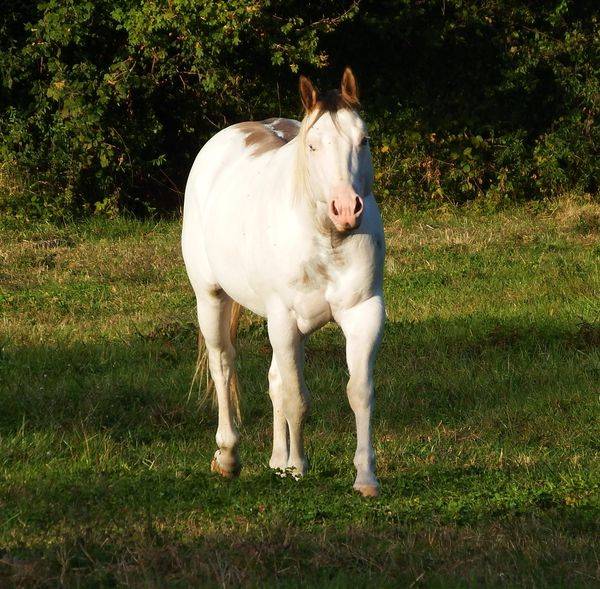 ec kash royal lynx - Paint Horse 2020 ,  chuck midnight taly