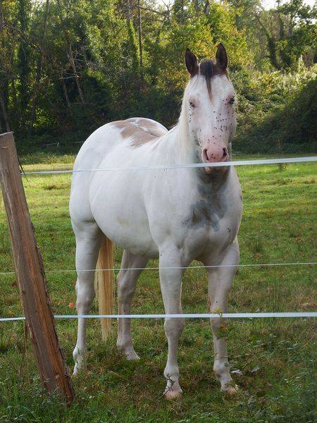 ec kash royal lynx - Paint Horse 2020 ,  chuck midnight taly