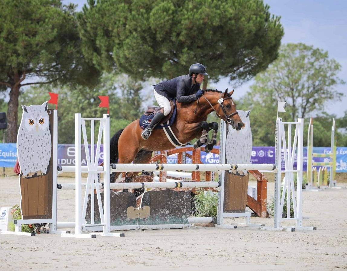 Stallone New Forest In vendita 2017 Baio