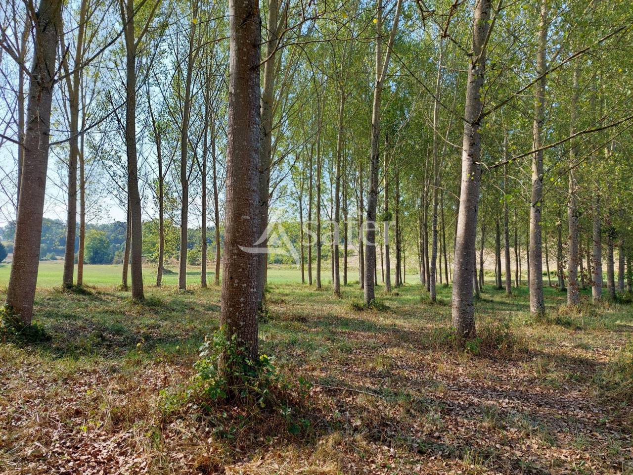 Azienda arboricola In vendita Dordogne