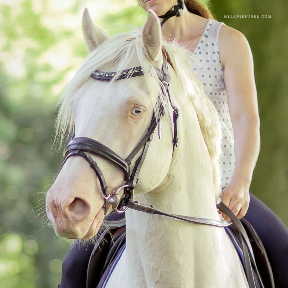 Frisson de Brunville  - Welsh Part Bred 2015