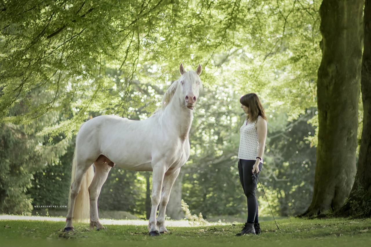 Frisson de Brunville  - Welsh Part Bred 2015