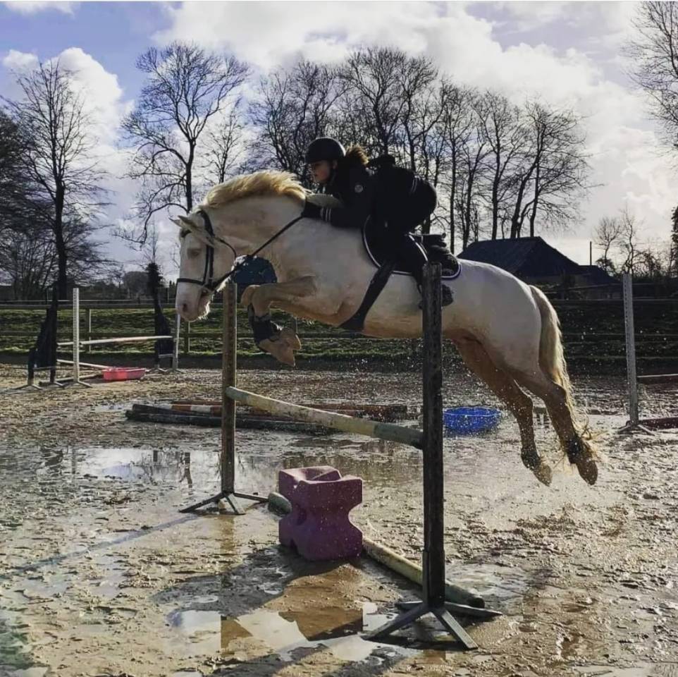 Frisson de Brunville  - Welsh Part Bred 2015