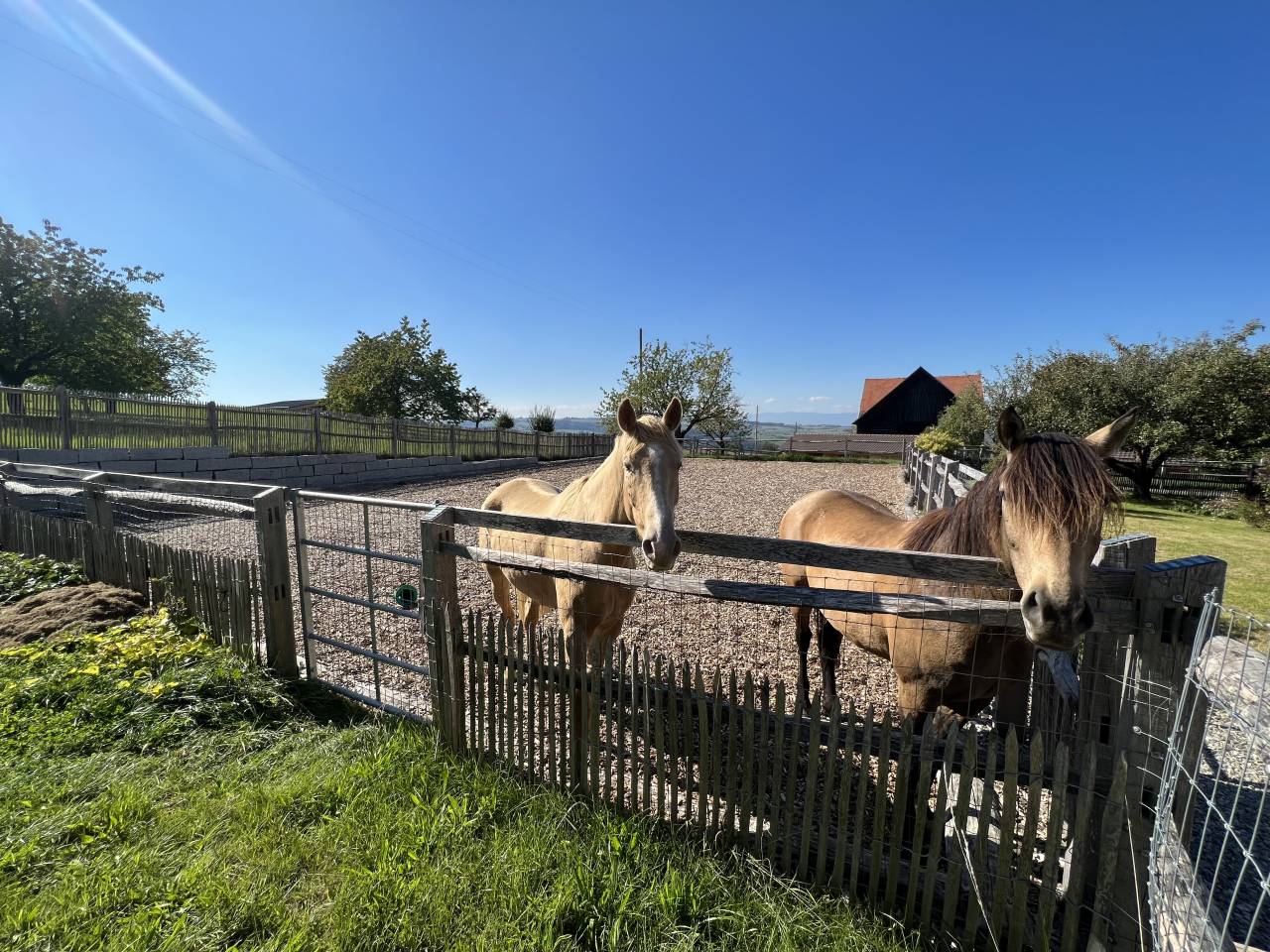 Azienda equestre In vendita Vaud