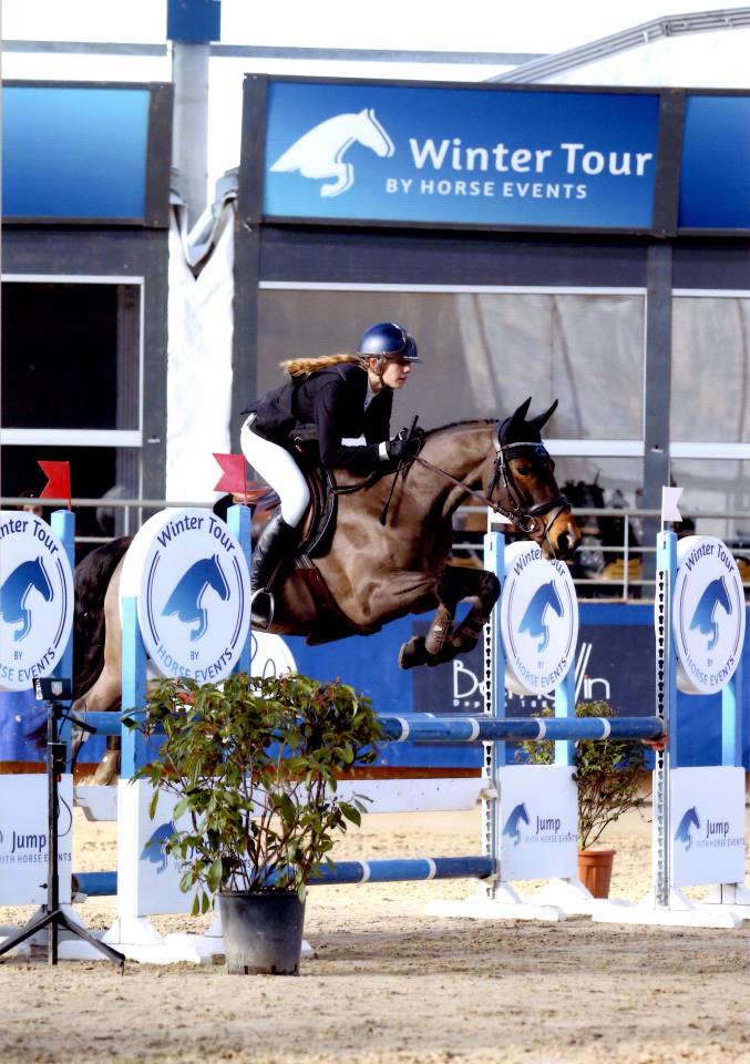 Castrone PFS Pony Francese da Sella In vendita 2013 Baio ,  NINIO DE ROX