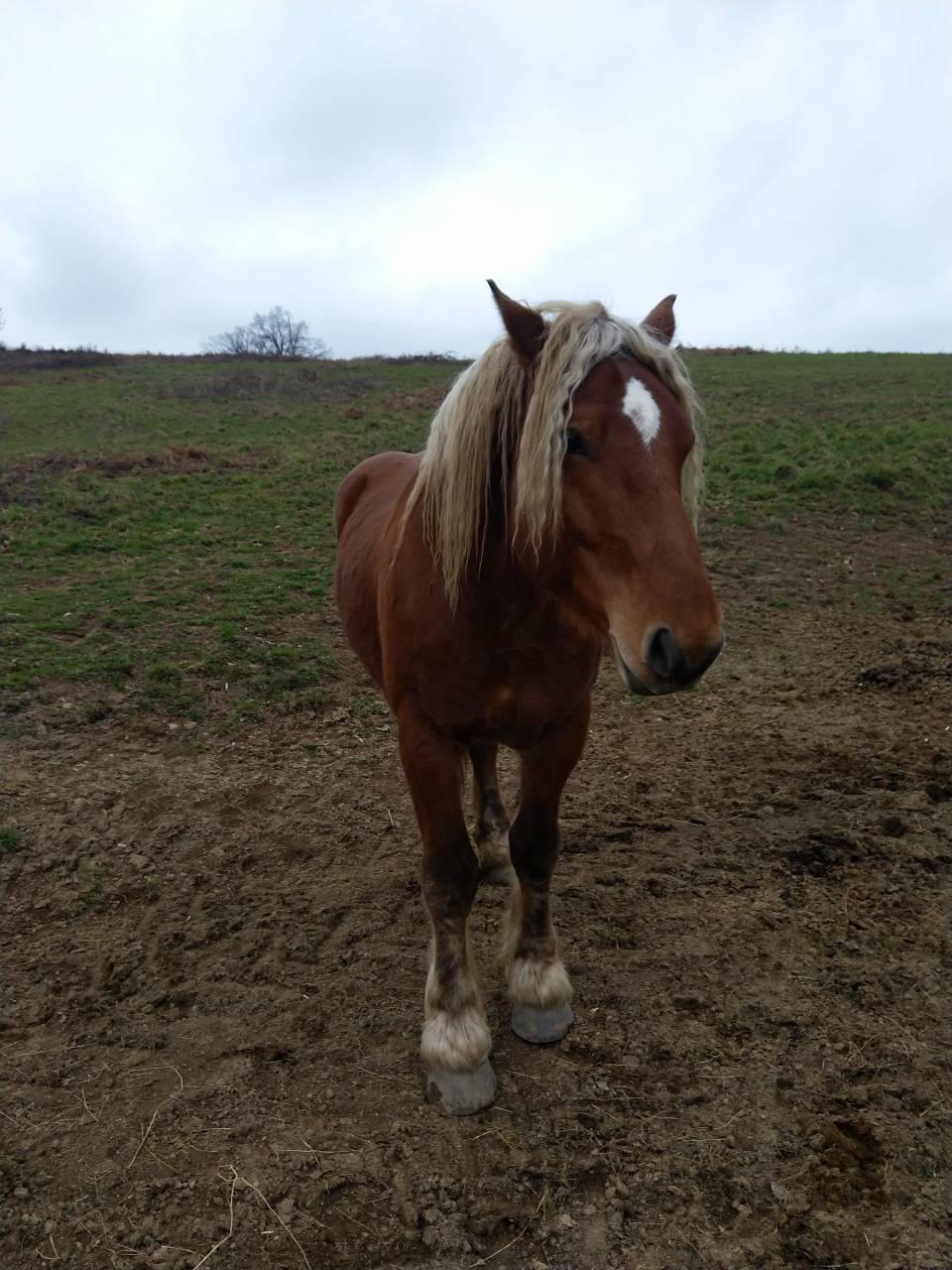 Intero Tiro Comtois In vendita 2020 Sauro ,  ROBIN DES BOIS