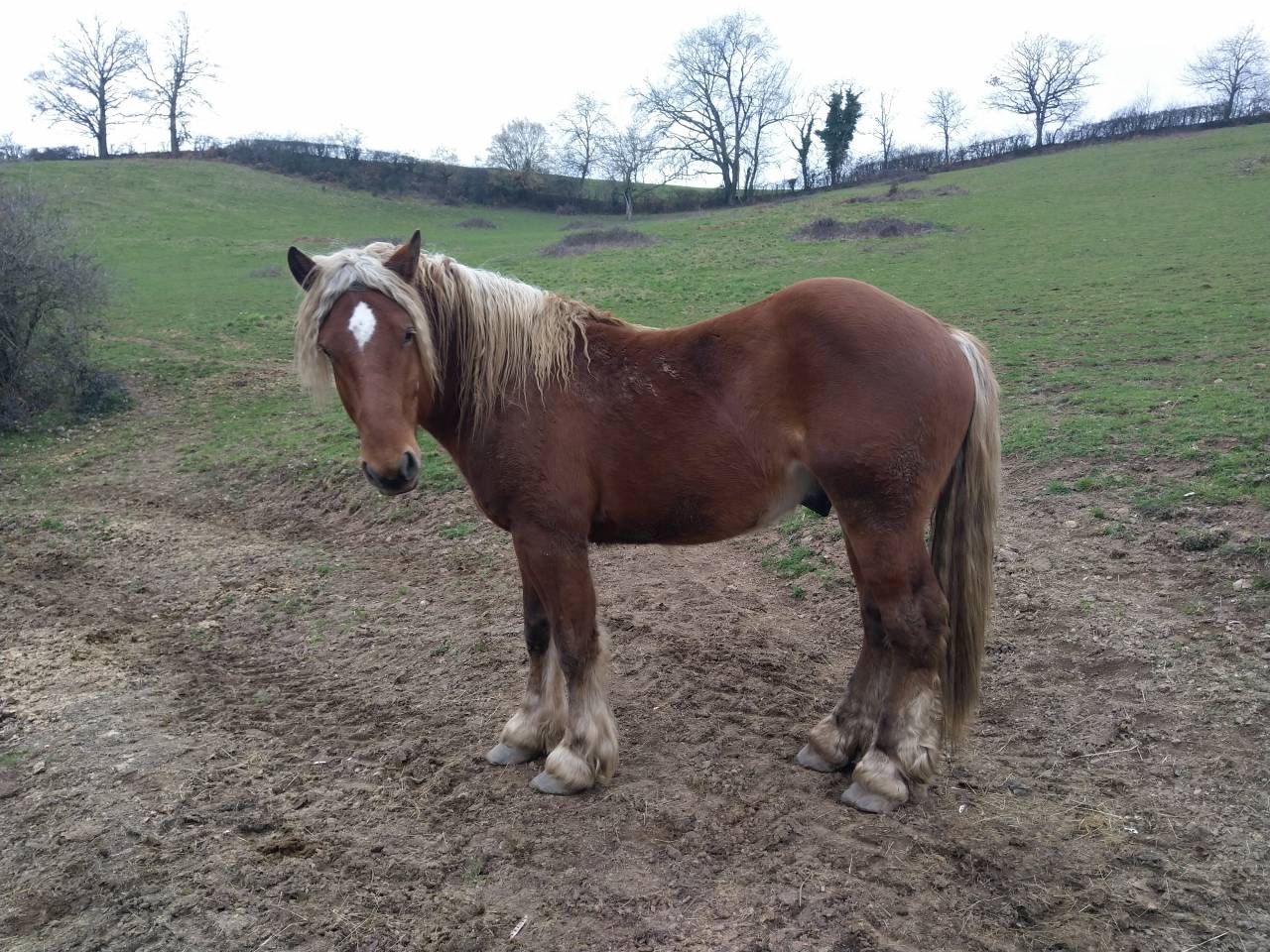 Intero Tiro Comtois In vendita 2020 Sauro ,  ROBIN DES BOIS