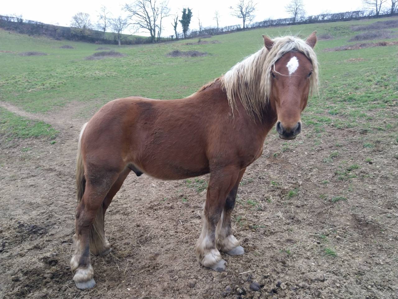 Intero Tiro Comtois In vendita 2020 Sauro ,  ROBIN DES BOIS