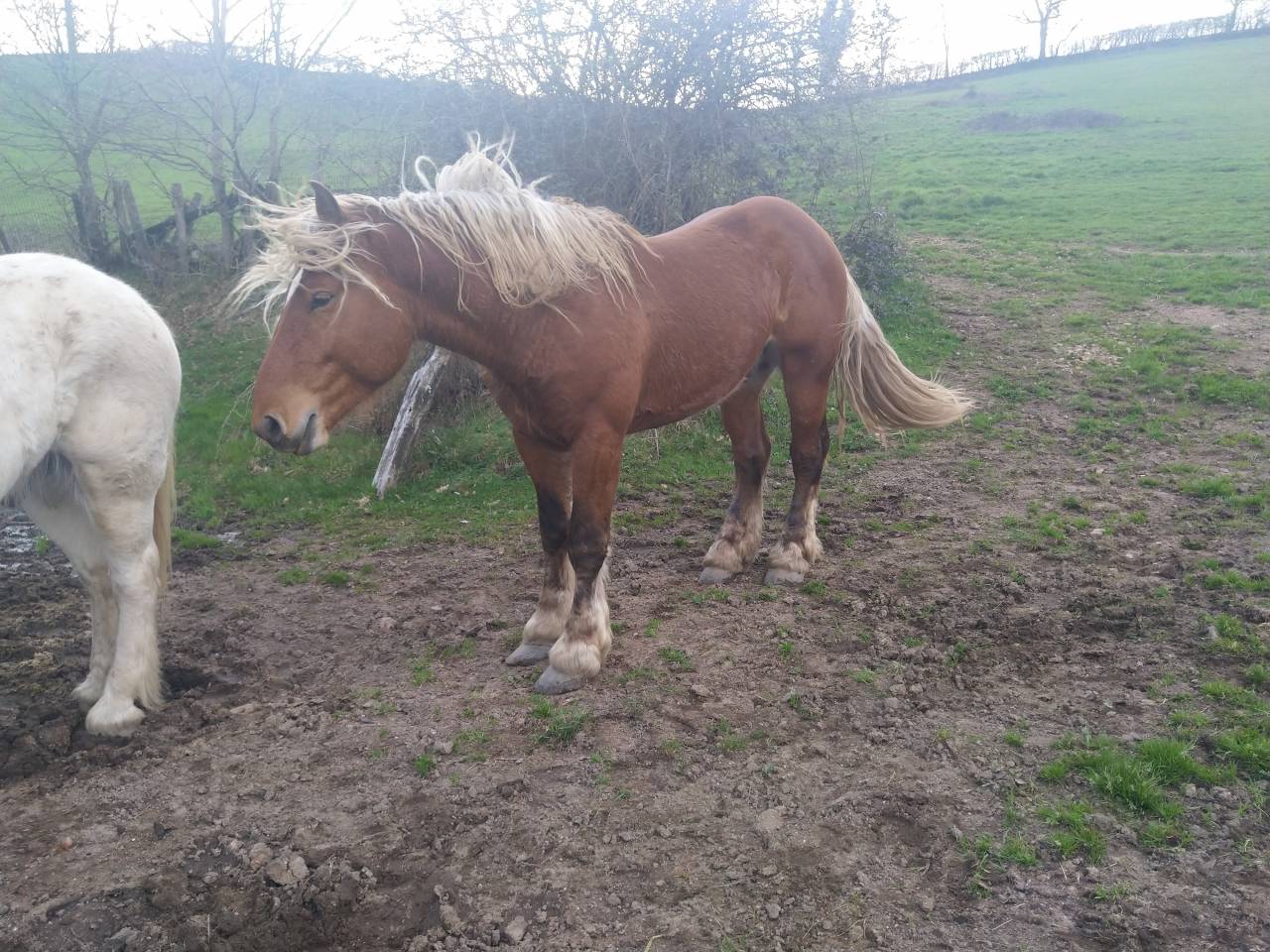 Intero Tiro Comtois In vendita 2020 Sauro ,  ROBIN DES BOIS