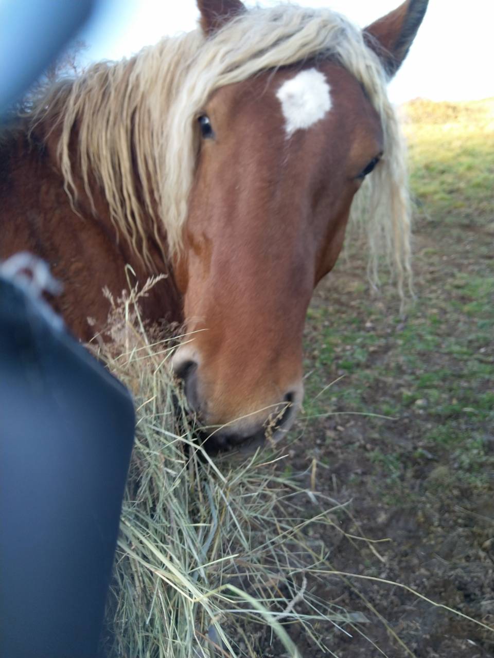 Intero Tiro Comtois In vendita 2020 Sauro ,  ROBIN DES BOIS