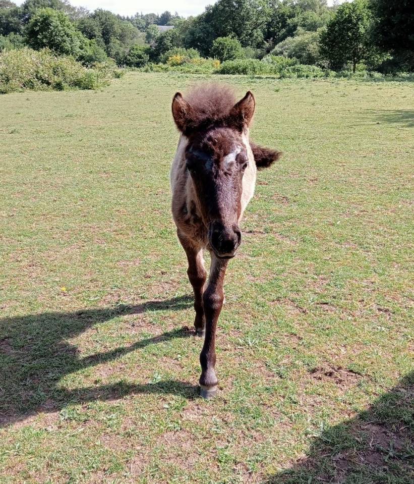 Puledra Curly In vendita 2023 Nero ,  indianinio edacurly