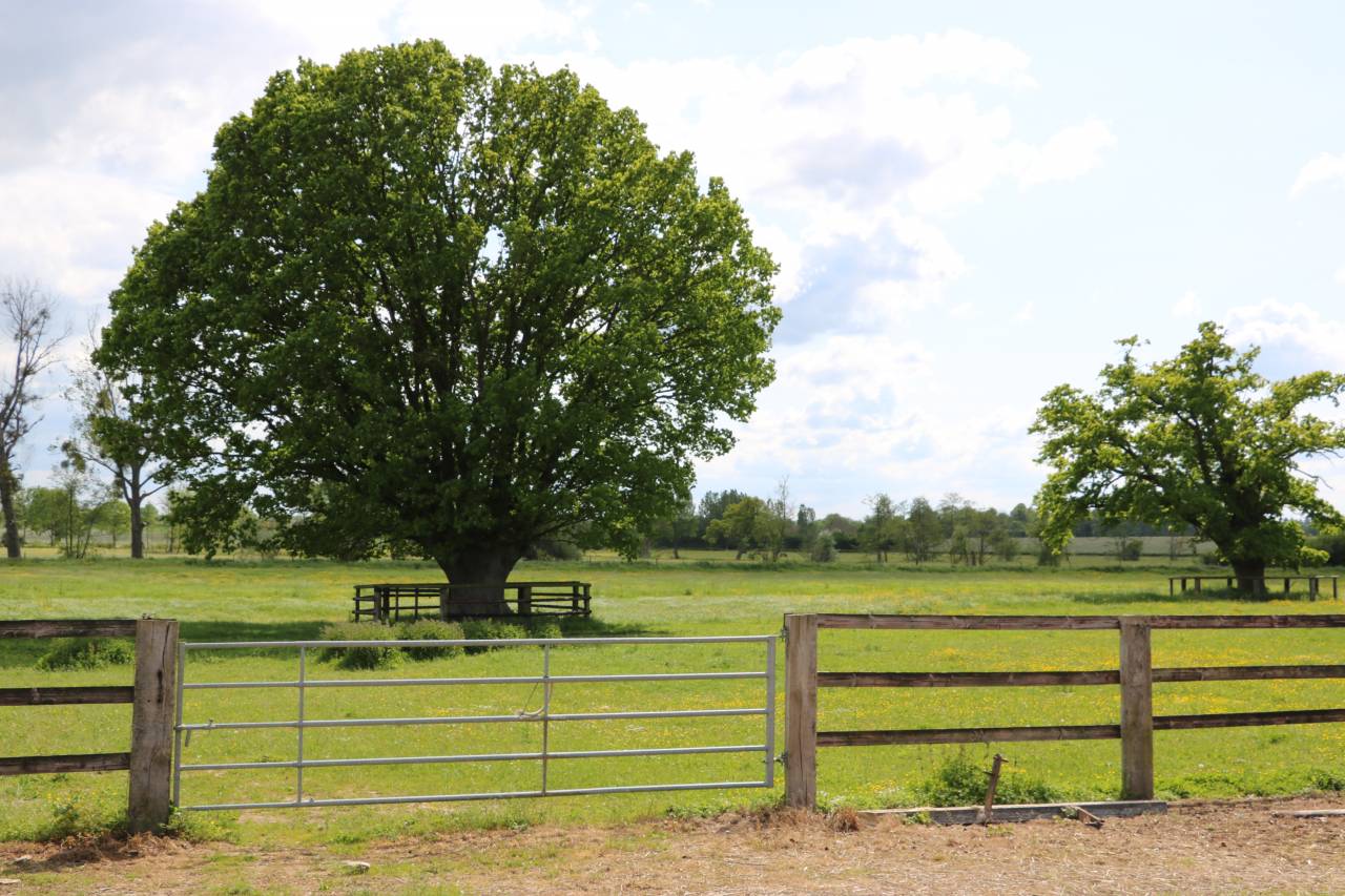 Centro di stagione cavallo In vendita Orne
