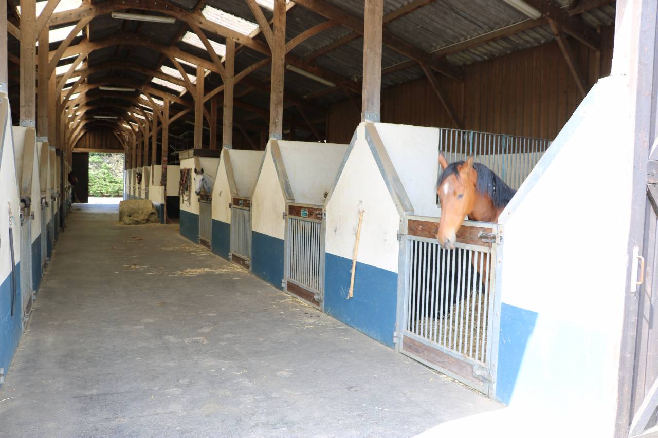 Centro di stagione cavallo In vendita Orne
