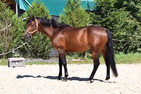 Najisco d'haryns  - PFS Pony Francese da Sella 2001 ,  LINARO SL