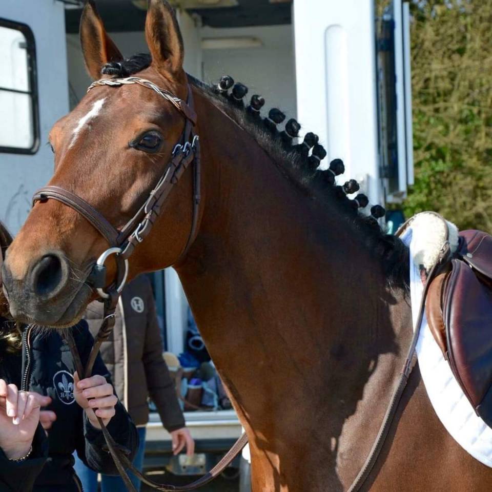 Najisco d'haryns  - PFS Pony Francese da Sella 2001 ,  LINARO SL