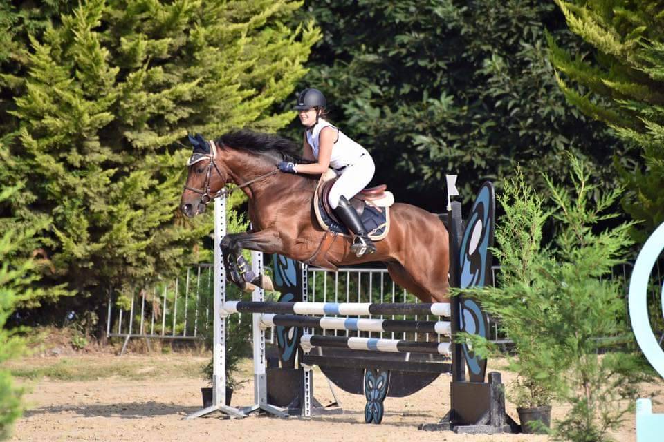 Najisco d'haryns  - PFS Pony Francese da Sella 2001 ,  LINARO SL