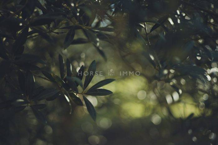 Bella dimora equestre In vendita Bouches-du-Rhône