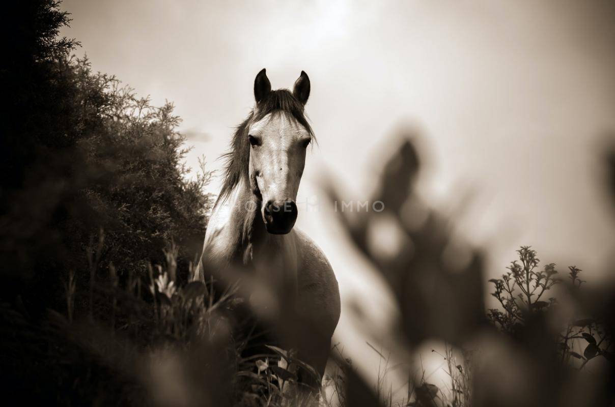 Bella dimora equestre In vendita Bouches-du-Rh&ocirc;ne