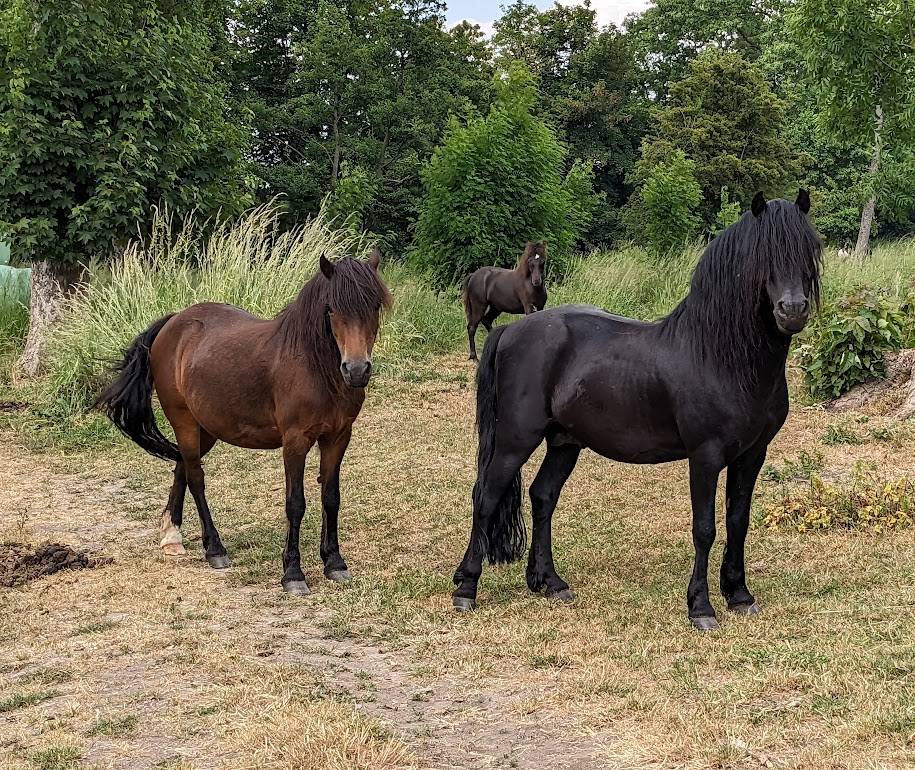 ROYAL BLUE WINSMILL - Dartmoor 2005 ,  HEAVEN