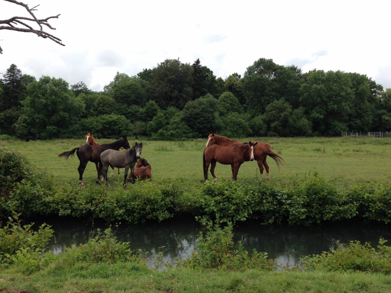 Centro di stagione cavallo In vendita 