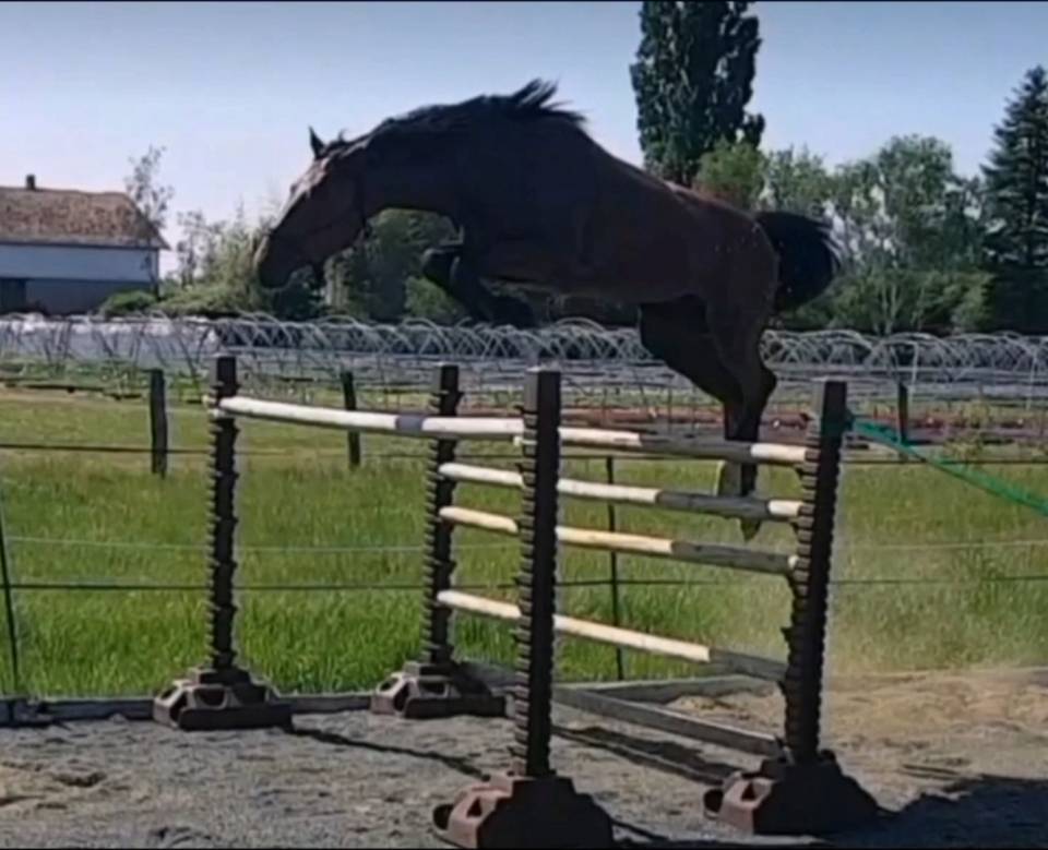 Castrone Sella Francese In vendita 2017 Baio ,  LANDO