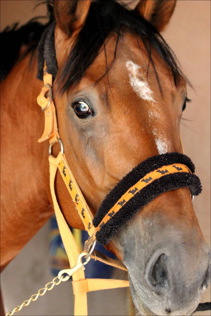 Castrone Sella Francese In vendita 2017 Baio ,  LANDO