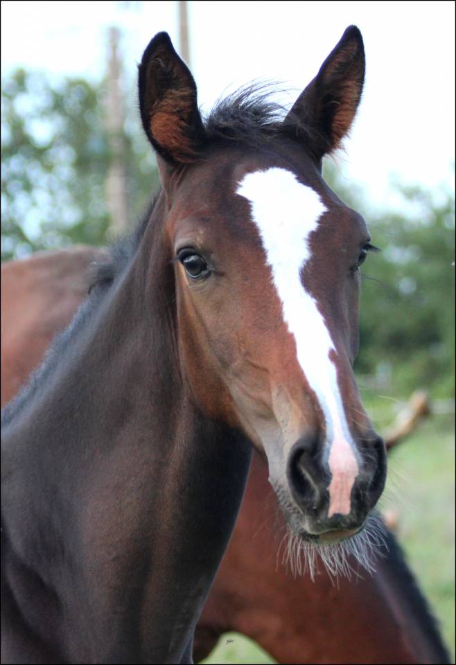 Puledro Sella Francese In vendita 2023 Baio scuro ,  Quel homme de Hus