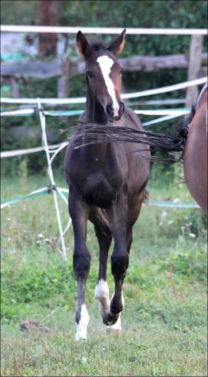 Puledro Sella Francese In vendita 2023 Baio scuro ,  Quel homme de Hus