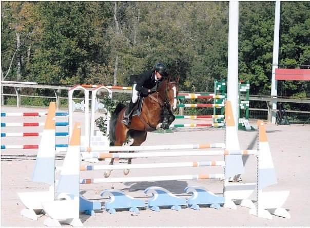 Puledro Sella Francese In vendita 2023 Baio scuro ,  Quel homme de Hus