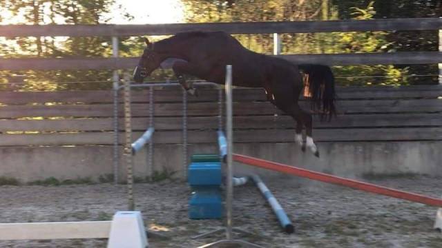 Puledro Sella Francese In vendita 2023 Baio scuro ,  Quel homme de Hus