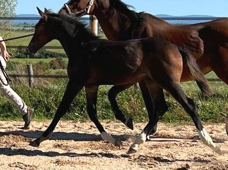 Puledro Sella Francese In vendita 2023 Baio scuro ,  Quel homme de Hus