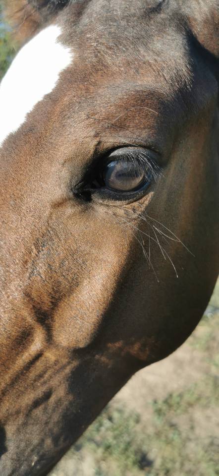 Puledro Sella Francese In vendita 2023 Baio scuro ,  Quel homme de Hus