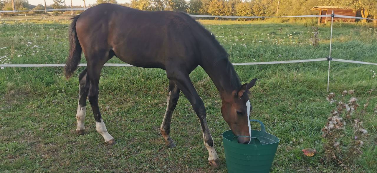 Puledro Sella Francese In vendita 2023 Baio scuro ,  Quel homme de Hus