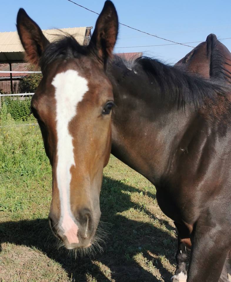 Puledro Sella Francese In vendita 2023 Baio scuro ,  Quel homme de Hus