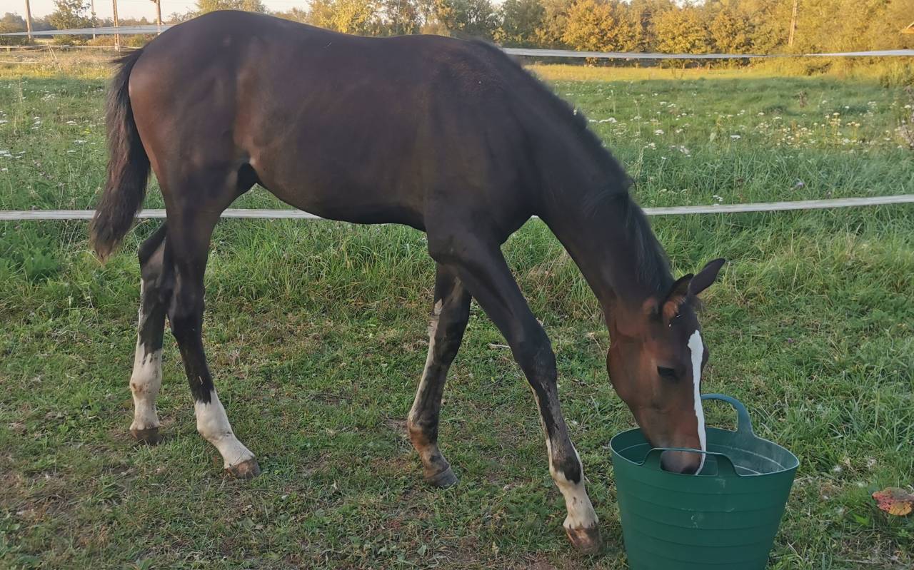 Puledro Sella Francese In vendita 2023 Baio scuro ,  Quel homme de Hus