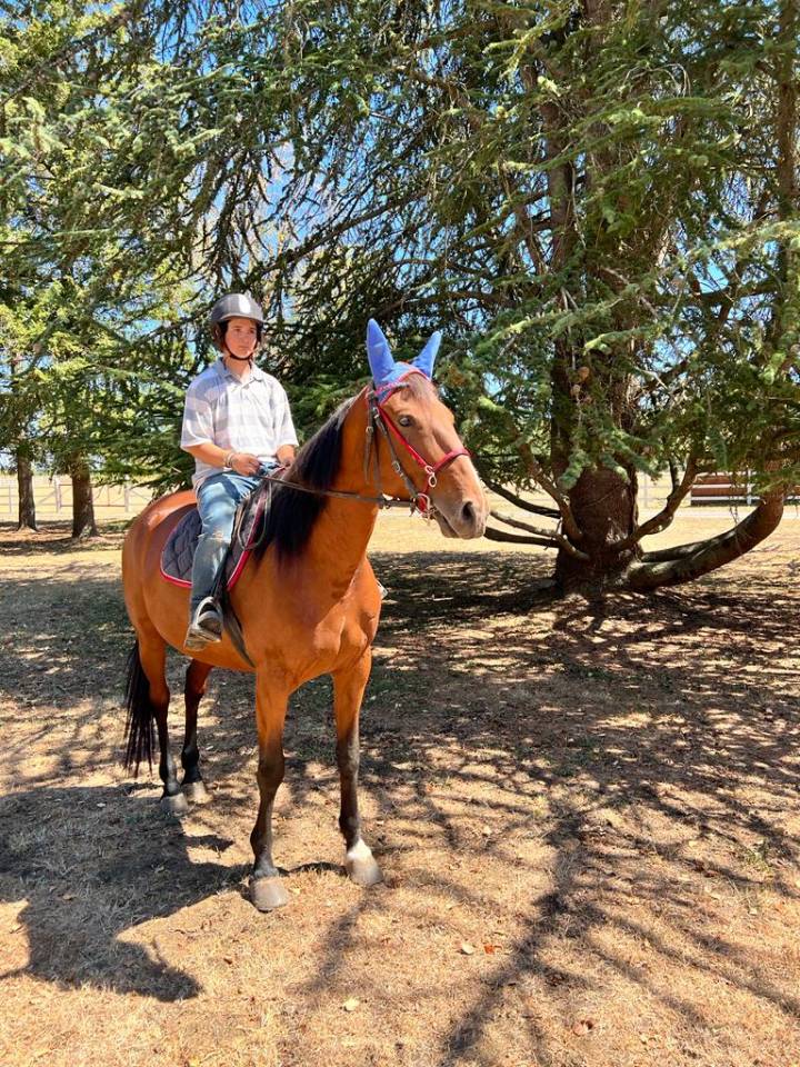 Cavalla Trottatore Francese In vendita 2018 Baio