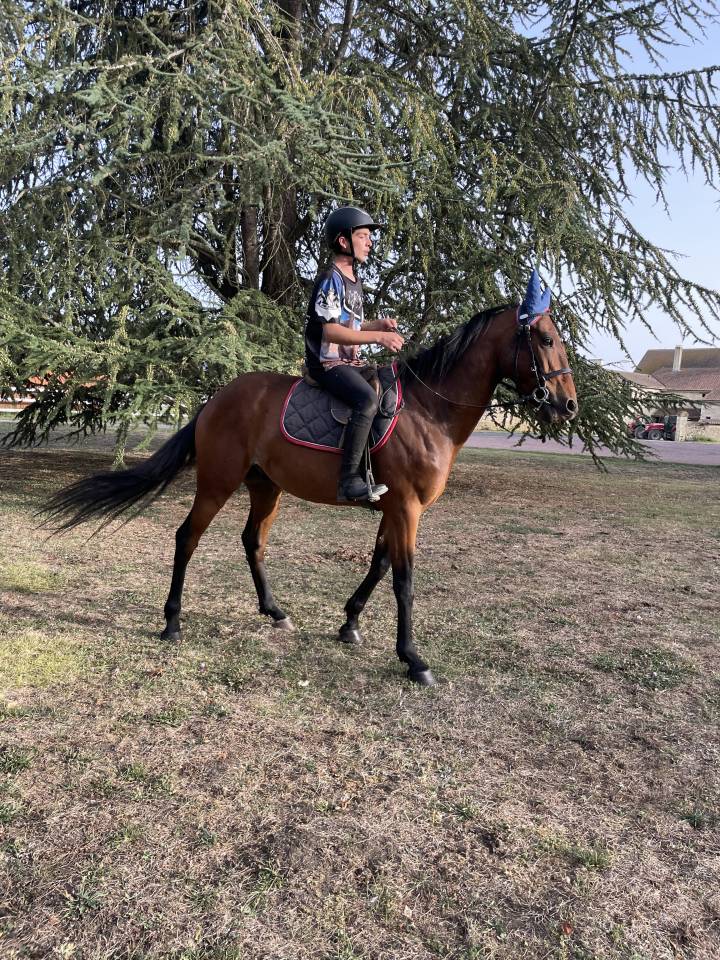 Castrone Trottatore Francese In vendita 2018 Baio